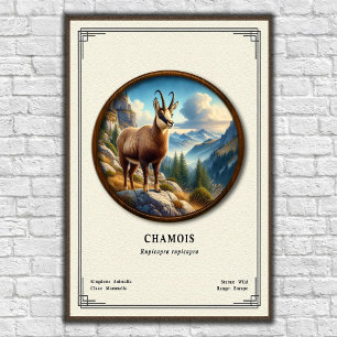 Poster Série de zoologie du chamois