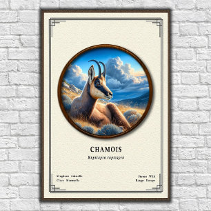 Poster Série de zoologie du chamois