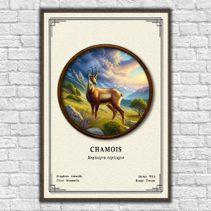 Poster Série de zoologie du chamois