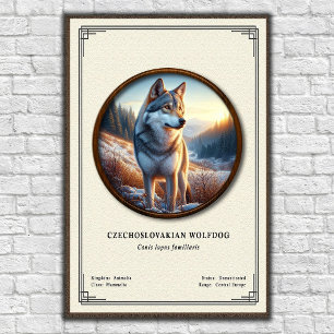 Poster Série de zoologie du chien-loup tchécoslovaque