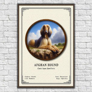 Poster Série de zoologie du lévrier afghan