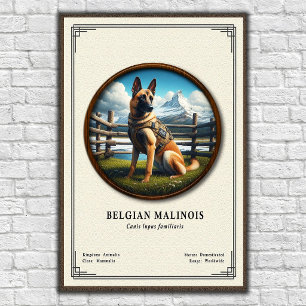 Poster Série de zoologie du Malinois belge
