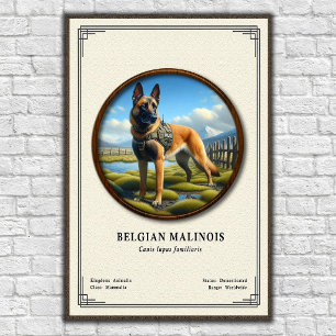 Poster Série de zoologie du Malinois belge