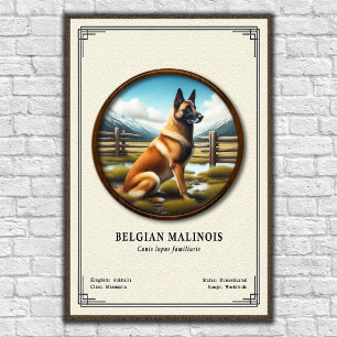Poster Série de zoologie du Malinois belge