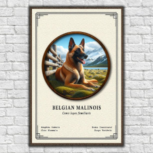 Poster Série de zoologie du Malinois belge