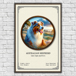 Poster Série de zoologie sur le berger australien