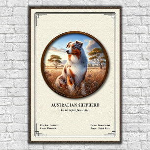 Poster Série de zoologie sur le berger australien