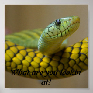 Poster Serpent