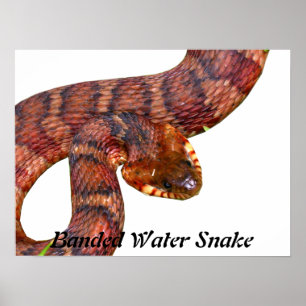 Poster Serpent à eau baignée
