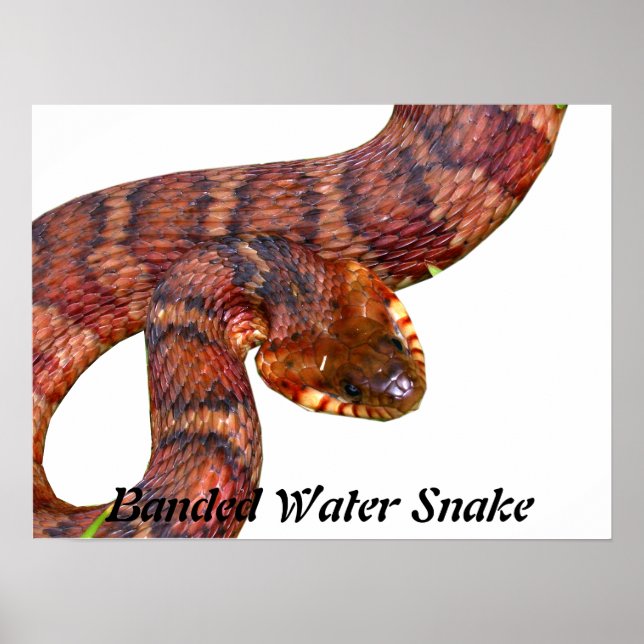 Poster Serpent à eau baignée (Devant)