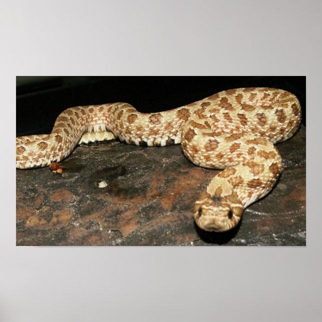 Poster Serpent à nez de porc (Devant)