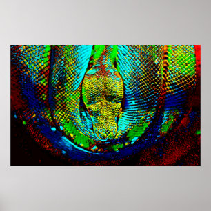 Poster Serpent arc-en-ciel