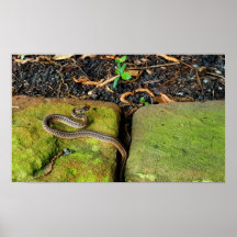 Serpent brun du Texas