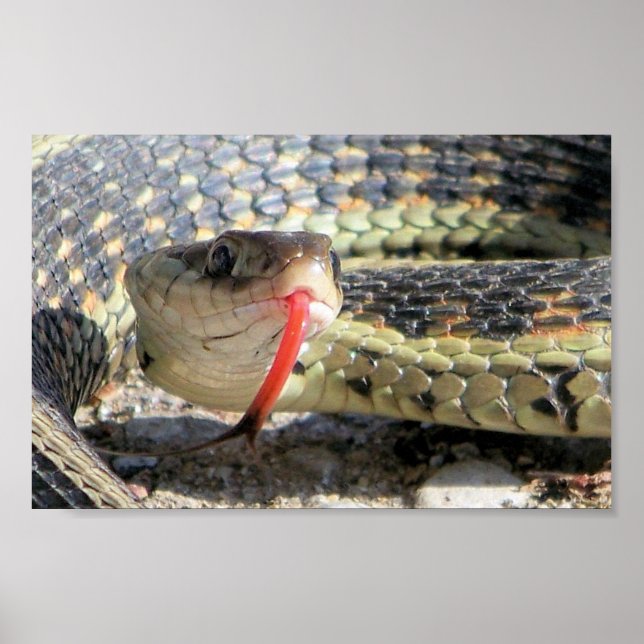 Poster Serpent de jardin (Devant)