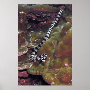 Poster Serpent de mer en bande