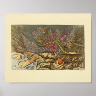 Poster Serpent marin Corail Ocean Life Imprimer