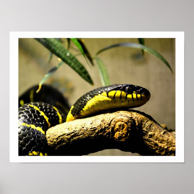 Poster Serpent noir et jaune (Devant)