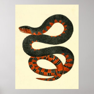 Poster Serpent noir et rouge