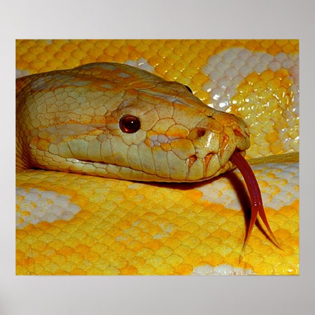 Poster Serpent python alboino-birman (Devant)