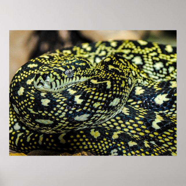 Poster Serpent Python de Tapis Jungle (Devant)