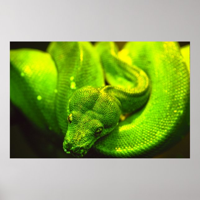 Poster Serpent vert brut - (Devant)