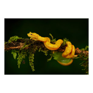 Poster Serpent Viper Poison du Costa Rica