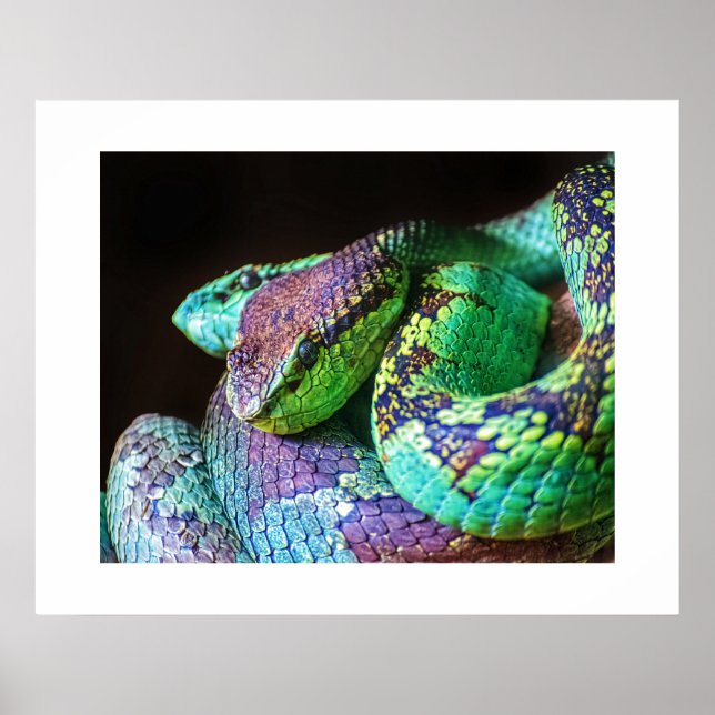 Poster Serpents colorés (Devant)