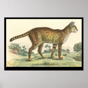 Poster Serval