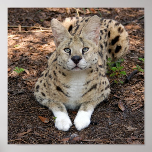 Poster serval 003 (Devant)