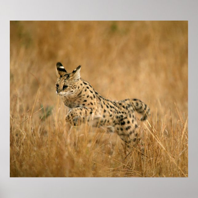 Poster Serval (Leptailurus Serval) sautant (Devant)