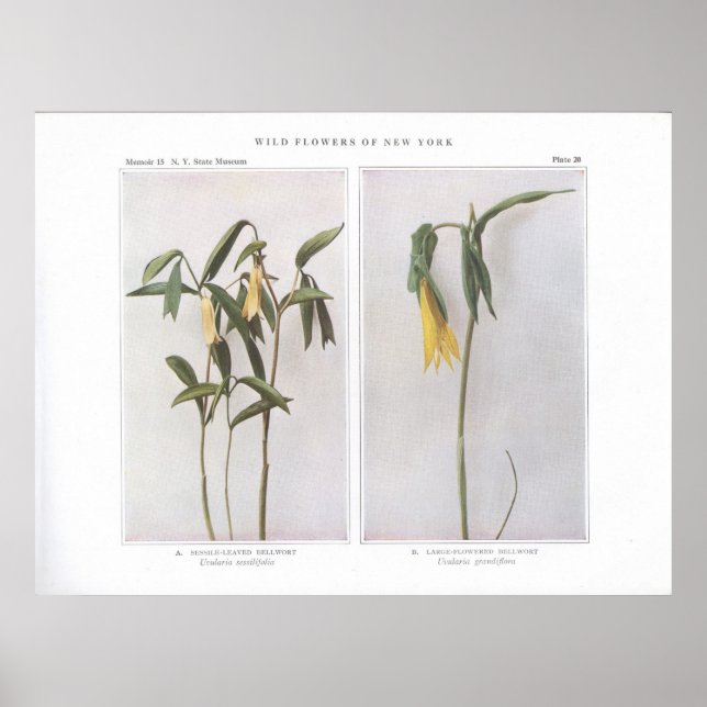 Poster Sessile Leaved Bellwort - Uvularia sessilifolia (Devant)