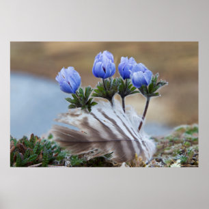 Poster Seward Peninsula, Alaska, Arctic Wildflowers