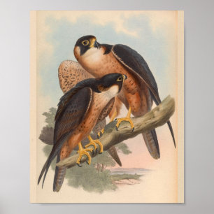 Poster Shaheen Falcon Bird Art Vintage Imprimer