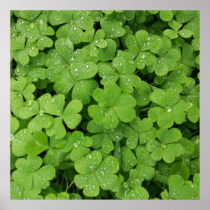 Poster Shamrock vert frais, veine de St. Patricks