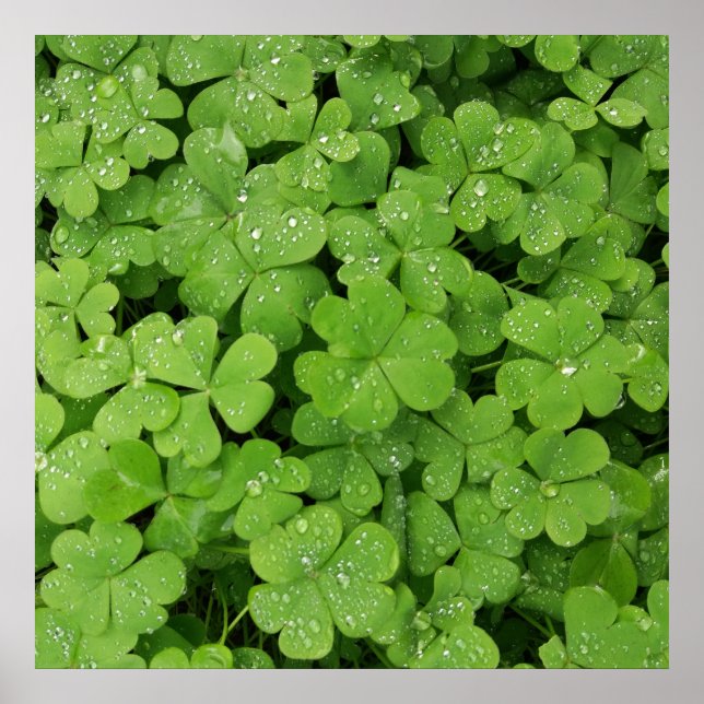 Poster Shamrock vert frais, veine de St. Patricks (Devant)