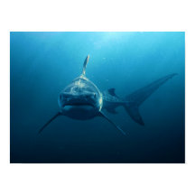 Shark under water