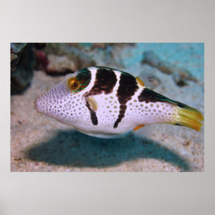 Poster Sharpnose Puffer