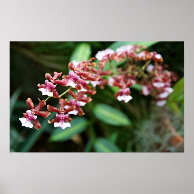 Poster Sharry Baby Oncidium (Devant)