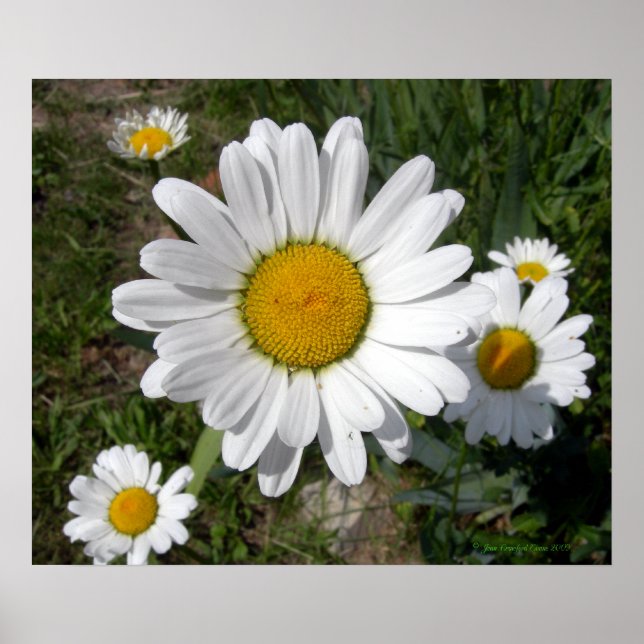 Poster Shasta Daisy (Chrysanthemum maximum) (Devant)