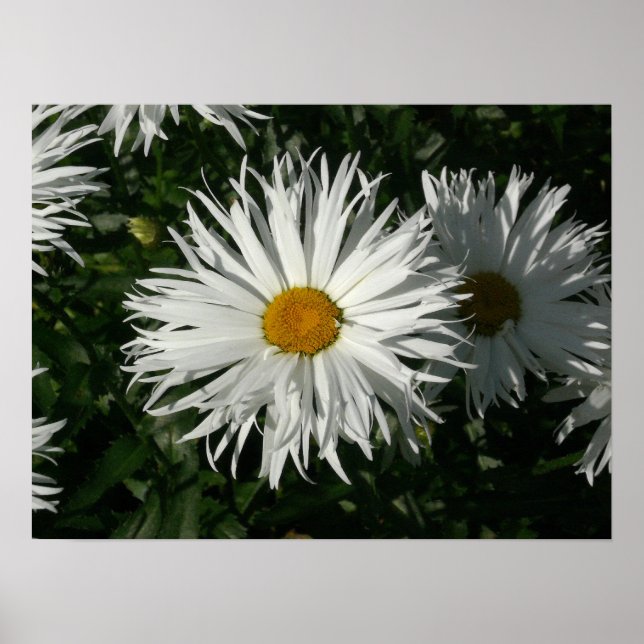 Poster Shasta Daisy Est Devenue Folle. (Devant)