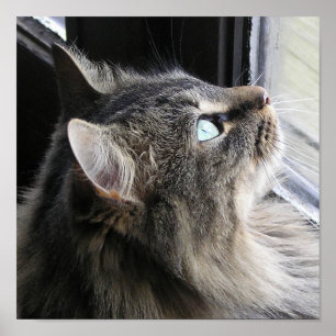 Poster Shasta - In Thought