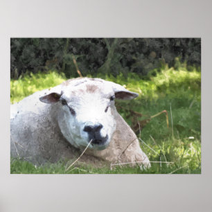 POSTER SHEEP