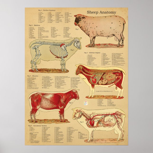 Poster Sheep Anatomy Atlas Chart (Devant)