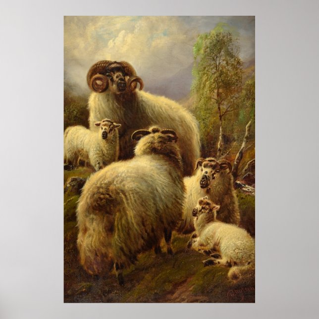 Poster Sheep écossais des Highlands (Devant)