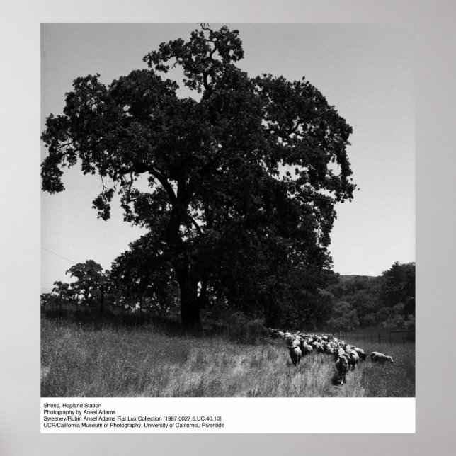 Poster Sheep, Hopland Station, par Ansel Adams (Devant)
