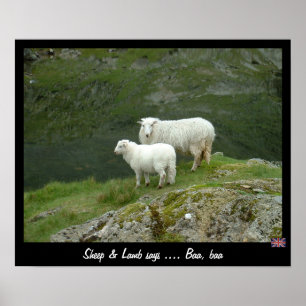 Poster Sheep & Lamb says Baa, Baa (Poster)