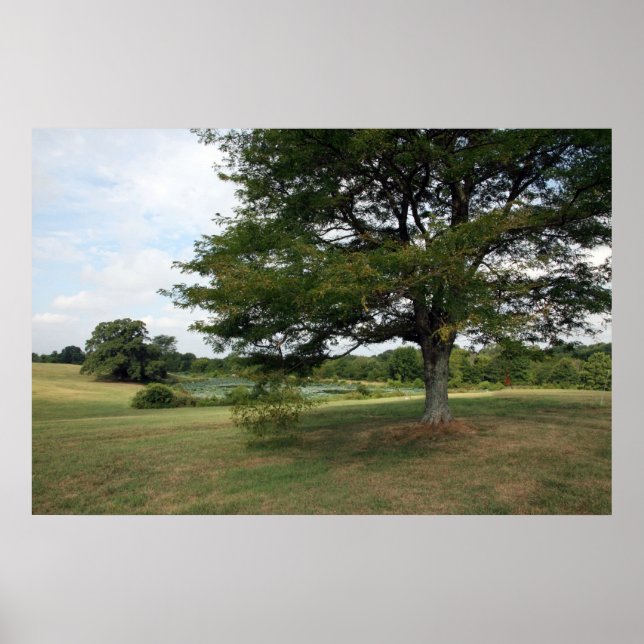 Poster Shelby (Devant)