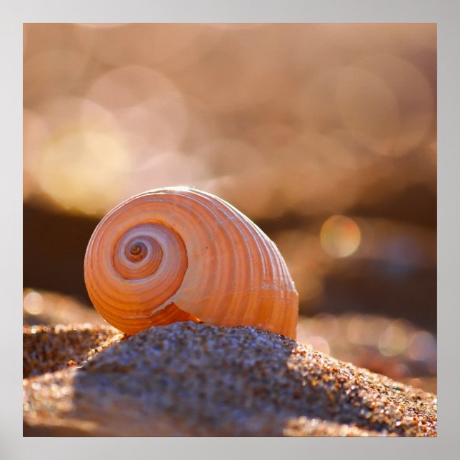 Poster Shell Bokeh |Grèce (Devant)