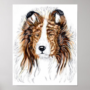 Poster Shelter Shetland Sheepdog Bust