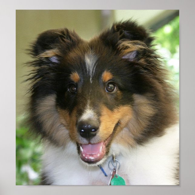 Poster Sheltie (Devant)